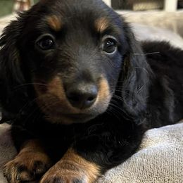 Dachshunds from Boon Farms