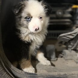 Dale yeah - Miniature Australian Shepherd puppy in Berryville, Arkansas from 2Lazy2P Mini Aussies