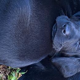 Labrador Retrievers from Ardentt Retrievers