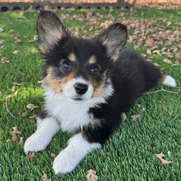 Reba - Black and tan female American Corgi puppy in Red Bluff, California from Circle T Livestock & K9 Co.
