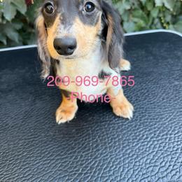 Dapple LH F - Dapple female Dachshund puppy in California from Sweetheart Labradors & Mini Dachshunds
