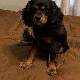 Henri - Cavalier King Charles Spaniel