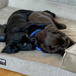 English Cocker Spaniel Puppies from River Trail Kennels