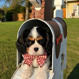 BELLE - Tri-color female Cavalier King Charles Spaniel puppy in Enid, Oklahoma from Laurel Crown Cavaliers