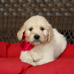 Australian Labradoodle, Bernedoodle, and Goldendoodle Puppies from Golden Fields Doodles