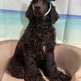 Poodle Puppies from Abbott Standard Poodles