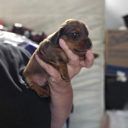 Boy 2 - Dapple male Dachshund puppy in Lansing, Michigan from Black Thunder 517 Dachshunds and frenchies