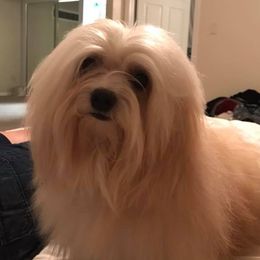 Havanese from Elysium Fields Farm