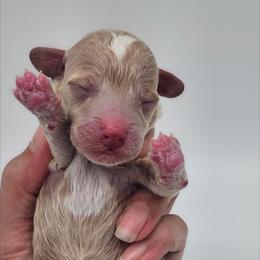 Boy - Red  male Poodle puppy in Salem, Missouri from Meadowbrook Poodles