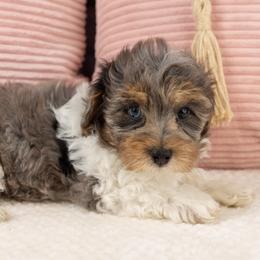 Briar - Merle male Maltipoo puppy in Salt Lake City, Utah from My Doodle Puppy
