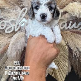 Rocky Road - Merle male Goldendoodle puppy in Pearland, Texas from Posh Paws Puppies