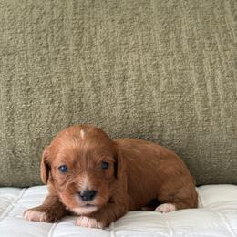Maple - Brown female Cavapoo puppy in Gap, Pennsylvania from Coles Cavapoo’s