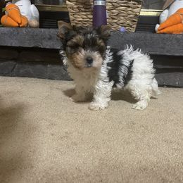 Biewer Terrier Puppies from Southern Star Biewers