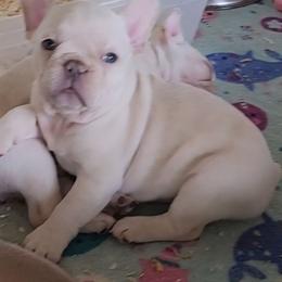 Platinum Male 2 - male French Bulldog puppy in Corona, California from Whimsical Farms Labrador Retrievers