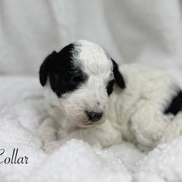 Red collar - Black and white female Sheepadoodle puppy in Thornville, Ohio from Four Front Doodles & Friends