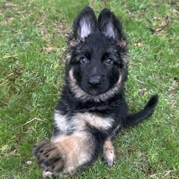Gambit - Black and tan German Shepherd puppy in Brighton, Michigan from Szegi Haus K9 Solutions