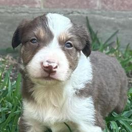 Teddy - White and red male Border Collie puppy in Mckinney, Texas from Border Collies of Ruidoso