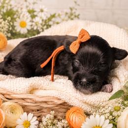 Mila - Black female Miniature Schnauzer puppy in Magalia, California from NorCal Schnauzers