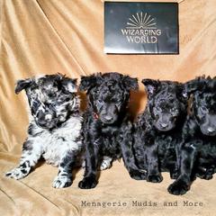 Mudi Puppies from Menagerie Mudis & More