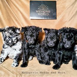 Mudi Puppies from Menagerie Mudis & More