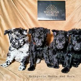Mudi Puppies from Menagerie Mudis & More