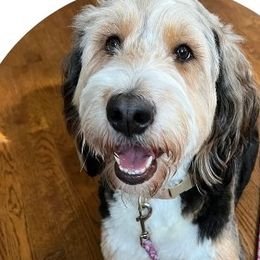 Sunny - Bernedoodle