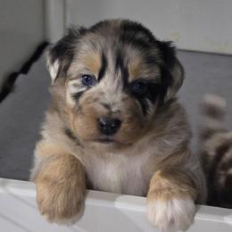 PLEAKLEY Blue merle (with tail) - Blue merle male Australian Shepherd puppy in Rainsville, Alabama from Chaparro Farm Aussies