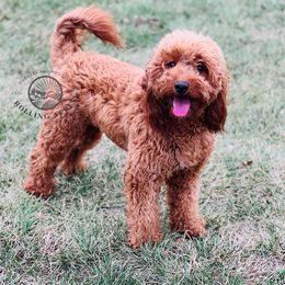 Dixie - Goldendoodle