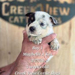 Boy 1 - Blue mottled male Australian Cattle Dog puppy in Monroe, North Carolina from Creek View Cattle Dogs