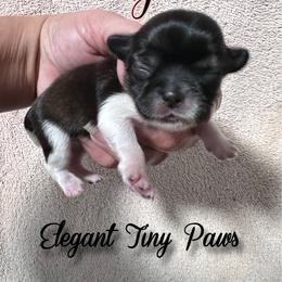 Honey - Sable female Mi-Ki puppy in Middleburg, Florida from Elegant Tiny Paws