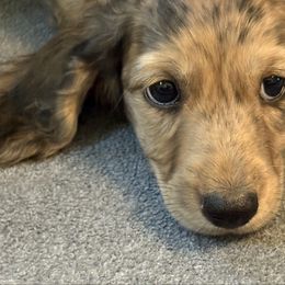 Zizzy-AKC - Brindle male Dachshund puppy in Bakersfield, Missouri from Hocomo Hollow Doxies