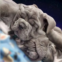 Neapolitan Mastiff Puppies from EDIN Farms Neos