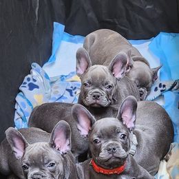 French Bulldog Puppies from Sun City Kennels