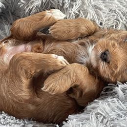 Australian Cobberdog Puppies from Faberge Australian Cobberdogs