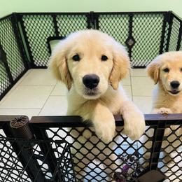 Golden Retriever Puppies from All shades Golden