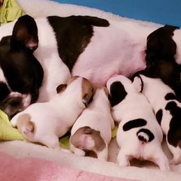 French Bulldog Puppies from BigStar French Bulldogs