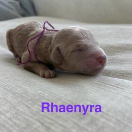 Rhaenyra - Apricot female Goldendoodle puppy in Richmond, Texas from Harper’s Heartbeats