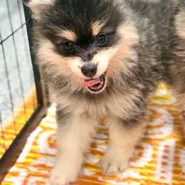 Rye - Black and white male Pomsky puppy in Centerville, Iowa from LJ Kennels Pomskies, LLC