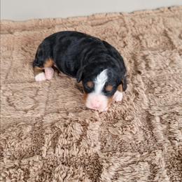 Raven - Tri-color female Bernedoodle puppy in East Earl, Pennsylvania from Mountainside Puppies