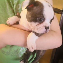 Basil - Brindle and white female Boston Terrier puppy in Georgia from A-K Boston Terriers