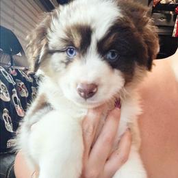 Rustyn - Red merle male Miniature American Shepherd puppy in Shreveport   Bossier, Louisiana from Jem Miniature American Shepherds