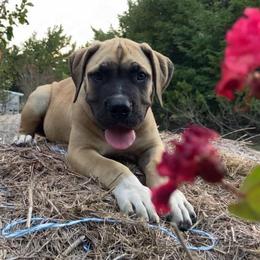 Glamour - Coffee Collar Girl - Tawny female Boerboel puppy in Navasota, Texas from Silverthorne Boerboels