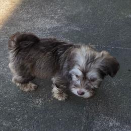 Male 2 - Chocolate sable male Havanese puppy in Medina, Ohio from Momma's Minis