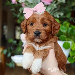Cinema - Red  female Goldendoodle puppy in Salado, Texas from Red Ranch Dogs