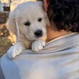 Pink Girl - Light golden female Golden Retriever puppy in Fremont, Ohio from Mi-Kels Belgians and Goldens