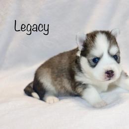 Legacy - Black and white male Pomsky puppy in Denham Springs, Louisiana from Bayouland Pomskies