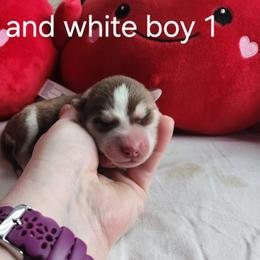 Copper and White Boy 1 - Brown and white male Siberian Husky puppy in Jonesboro, Arkansas from L & A Animal House Siberian Huskies