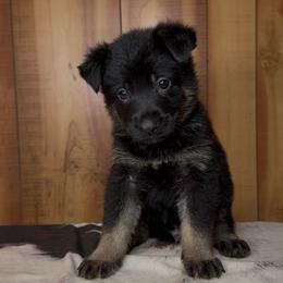 Inferno - Bi-color male German Shepherd puppy in Beech Grove, Arkansas from Ze Zadnich lesu