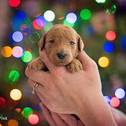 Poodle Puppies from Miller Creek Standard Poodles