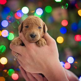 Poodle Puppies from Miller Creek Standard Poodles